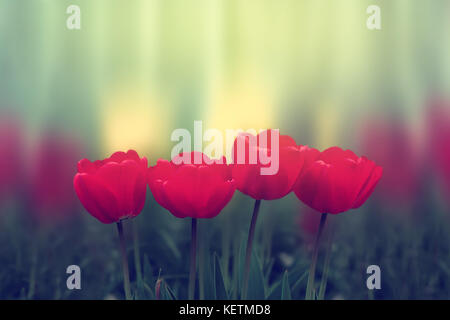 Jacinthes roses fleurs sur fond noir et blanc blured. Tons Vintage Banque D'Images