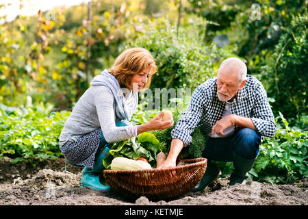 Senior couple jardinage dans le jardin. Banque D'Images