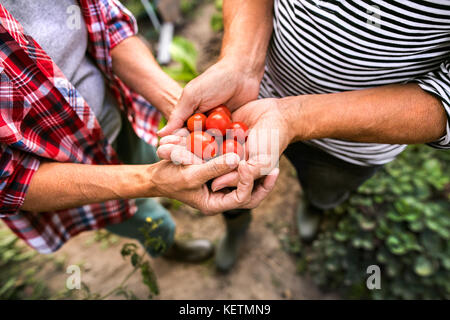 Senior couple jardinage dans le jardin. Banque D'Images