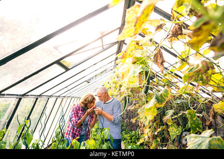 Senior couple jardinage dans le jardin. Banque D'Images