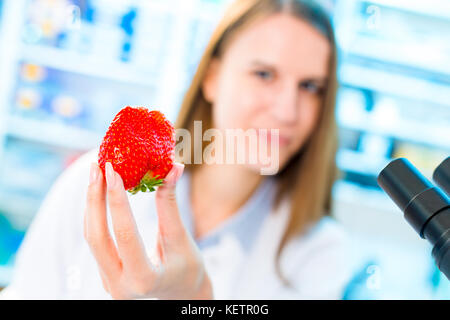 La recherche de fraise en laboratoire. traitement et contrôle de la qualité des aliments Banque D'Images