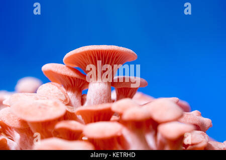 Pleurotus djamor champignons poussent sur le substrat Banque D'Images