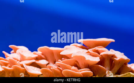 Pleurotus djamor champignons poussent sur le substrat Banque D'Images