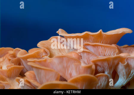 Pleurotus djamor champignons poussent sur le substrat Banque D'Images