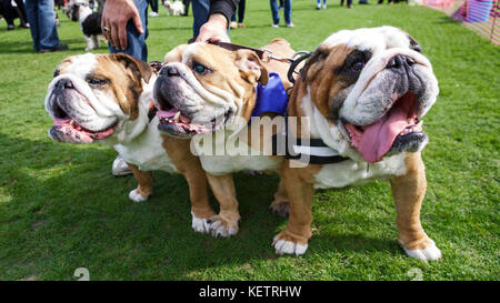 British Bulldogs, British Bulldog, British bull dog, British bull dog lors d'une exposition canine à Londres. Dog Show UK. Animal photography UK Banque D'Images