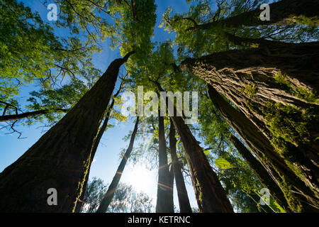 Une vue sur le dessus, dans les troncs des arbres avec des feuilles Banque D'Images