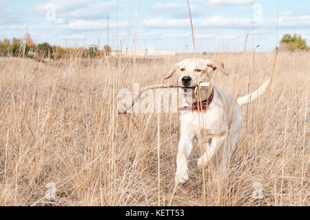 Labrador retriever s'exécute dans l'herbe sur le terrain Banque D'Images