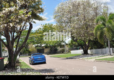 White tabebuia pallida), en pleine floraison, Townsville, Queensland, Australie Banque D'Images