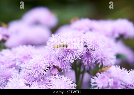 La Souris commune (Syrphus ribesii-fly) se nourrissent de nectar de fleurs pourpre l'été de l'Ageratum houstonianum Blue Diamond (A. F1) jardin plante, UK. Banque D'Images