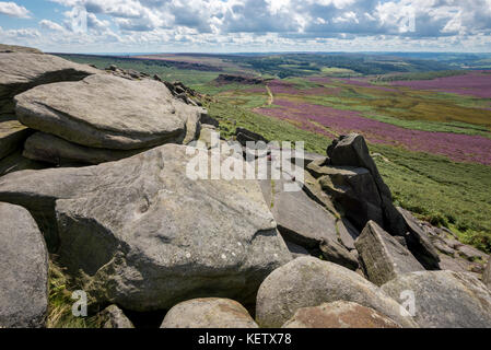 Vue depuis higger tor vers carl wark dans le parc national de Peak District, Derbyshire. Heather qui fleurit sur les Maures. Banque D'Images