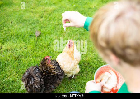 Dame son alimentation animaux poulet bantam Banque D'Images