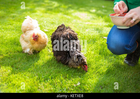 Dame son alimentation animaux poulet bantam Banque D'Images