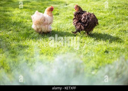 Bantam pet des poulets dans le jardin arrière Banque D'Images