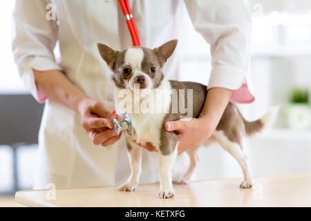 Médecin vétérinaire à l'aide lors de l'examen de stéthoscope clinique vétérinaire. chien terrier dans une clinique vétérinaire Banque D'Images