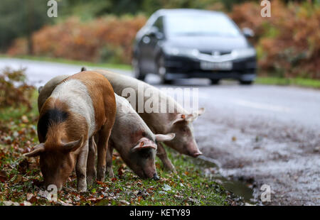 Les cochons domestiques se déplacent sur le bord de la route près de Burley, dans le Hampshire, lorsqu'ils prennent part à Pannage, ou « Common of Mast », où les animaux sont autorisés à se promener dans la New Forest pendant une période définie en automne pour se régaler sur les acornes qui sont tombées, qui en grande quantité sont dangereux pour les poneys et le bétail. La Commission des forêts a confirmé que le pannage a été prolongé de novembre 12 au-delà des 60 jours habituels, jusqu'au dimanche décembre 17, en raison de l'abondance des glands cette année. Banque D'Images