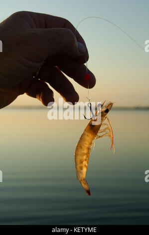 Une crevette en direct utilisé pour la pêche du sébaste et omble de fontaine près de Port Aransas Texas Banque D'Images