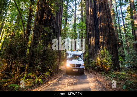 Camervan la conduite dans une petite allée entre deux séquoias, Avenue des Géants, dans le nord de la Californie, USA Banque D'Images