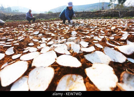 Shanghai, Chine. 23 oct, 2017. (Usage éditorial uniquement. Chine out) .un paysan sari sweet tranches de pommes de terre dans l'est de la Chine, la province du Shandong, le 23 octobre 2017. crédit : l'Asie sipa/zuma/Alamy fil live news Banque D'Images