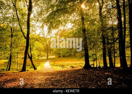 La lumière du soleil qui brillait à travers les feuilles d'automne Banque D'Images