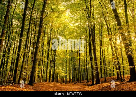 La lumière du soleil qui brillait à travers les feuilles d'automne Banque D'Images