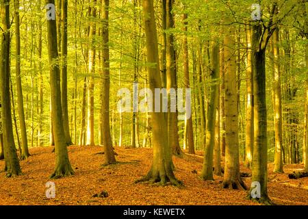 La lumière du soleil brille à travers les feuilles d'automne Banque D'Images