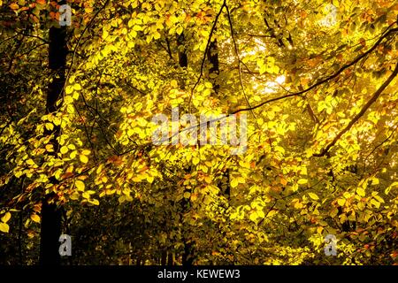 La lumière du soleil brille à travers les feuilles d'automne Banque D'Images