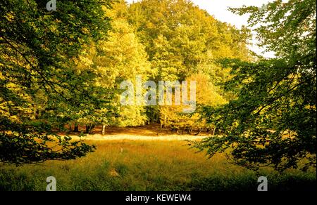 La lumière du soleil brille à travers les feuilles d'automne Banque D'Images