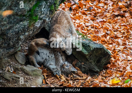 Deux d'eurasie (lynx lynx) chatons jouer / jouer combats en forêt d'automne Banque D'Images