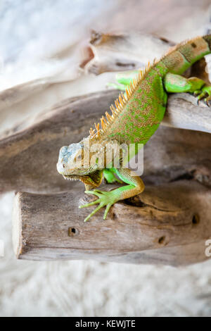 Un iguane vert, sur la plage. Également connu sous le nom de American iguane, cette espèce d'herbivore est parmi les plus grands lézards dans les Amériques, avec une moyenne de Banque D'Images