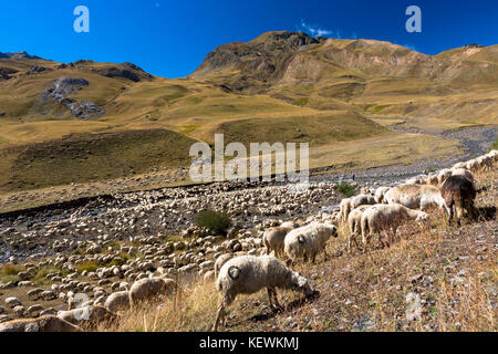 Les moutons et les chèvres de montagne à Val de Tena à Formigal en espagnol des Pyrénées, le nord de l'Espagne Banque D'Images