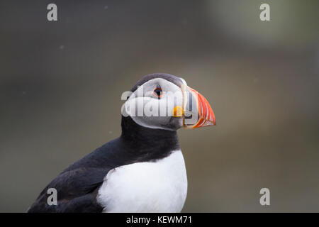 Macareux moine (Fratercula arctica) portrait sur les falaises près de leurs terriers de nidification sur les Treshnish Isles, mull, en Écosse. Banque D'Images