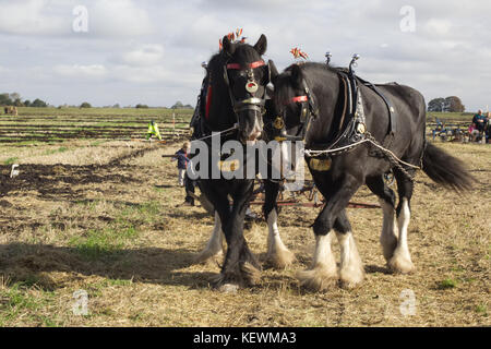 Shire Horse dans le faisceau de labourer les champs Banque D'Images