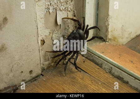 Un grand black brown crabe d'eau douce, d'attente pour entrer à l'intérieur d'un bâtiment à côté de la rivière Tonle Sap à Phnom Penh, Cambodge, Asie du Sud-Est, la faune urbaine Banque D'Images