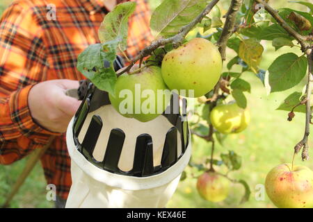 English les pommes sont récoltées à l'aide d'un outil de cueillette de fruits dans un verger de la fête de la communauté Apple à Sheffield, Yorkshire sur un jour d'automne UK Banque D'Images