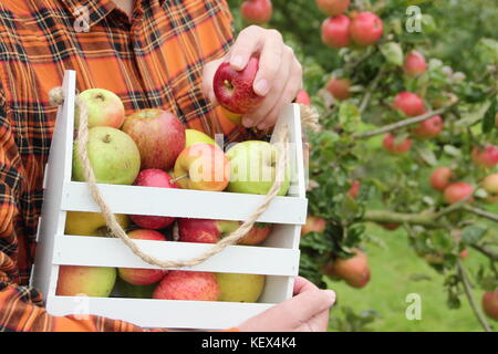 Patrimoine de la pomme (Malus domestica) sont récoltés dans un verger anglais dans un Apple Day festival à l'automne (octobre) Banque D'Images