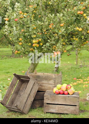 Les variétés de pommes du patrimoine y compris Duchesse's favorite, Bascombe Mystère et Hunt maison dans un verger anglais au moment de la récolte par un beau jour d'automne Banque D'Images