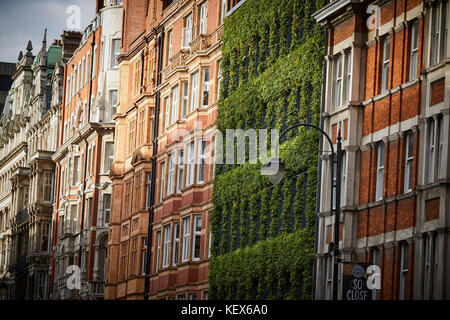 Plantes à feuilles persistantes mur vivant pour la façade de maison synergie sur Southampton Row à Londres La capitale de l'Angleterre Banque D'Images