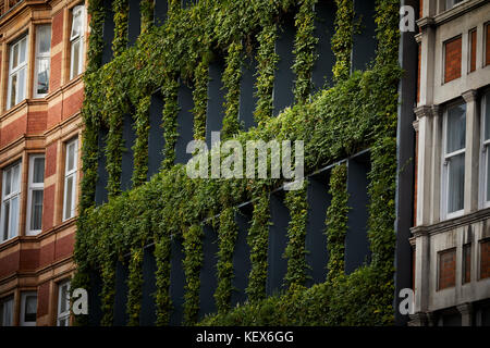 Plantes à feuilles persistantes mur vivant pour la façade de maison synergie sur Southampton Row à Londres La capitale de l'Angleterre Banque D'Images