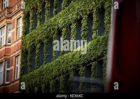 Plantes à feuilles persistantes mur vivant pour la façade de maison synergie sur Southampton Row à Londres La capitale de l'Angleterre Banque D'Images