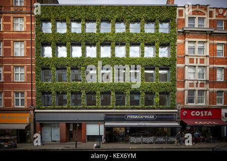 Plantes à feuilles persistantes mur vivant pour la façade de maison synergie sur Southampton Row à Londres La capitale de l'Angleterre Banque D'Images