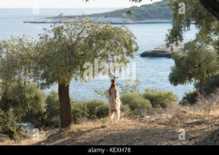 Debout sur ses pattes de chèvre atteignant jusqu'à se nourrir sur les branches inférieures de l'olivier, Thassos, Grèce, îles grecques, septembre, Banque D'Images