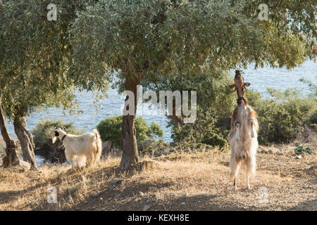 Debout sur ses pattes de chèvre atteignant jusqu'à se nourrir sur les branches inférieures de l'olivier, Thassos, Grèce, îles grecques, septembre, Banque D'Images