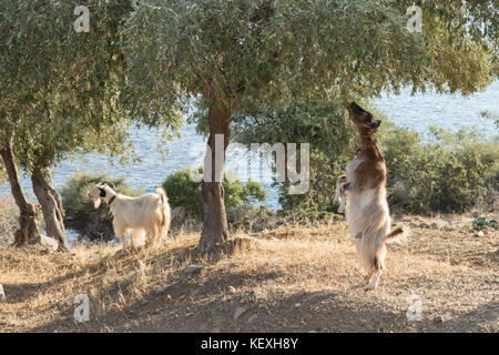 Debout sur ses pattes de chèvre atteignant jusqu'à se nourrir sur les branches inférieures de l'olivier, Thassos, Grèce, îles grecques, septembre, Banque D'Images