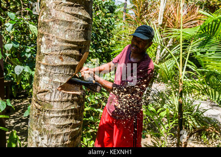 Homme hacher la noix de coco dans le sud tropical de Bahia, Ilha de Boipeba, Brésil Banque D'Images