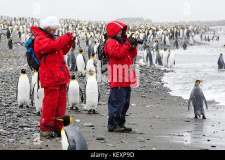 Manchots royaux dans la plaine de Salisbury, Géorgie du Sud, avec les passagers d'une expédition croisière. Banque D'Images