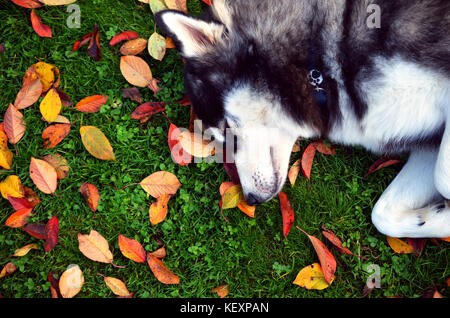 Vue de dessus de la husky couché sur le feuillage en automne Banque D'Images