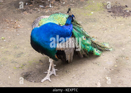 Avec des plumes de paon, oiseau pavlin, plumes de couleur bleu et vert, peluches, queue. macro portrait Banque D'Images