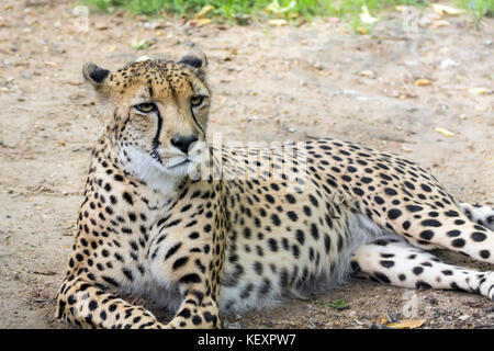 Un grand portrait d'un guépard, tiré d'une longue distance, Banque D'Images