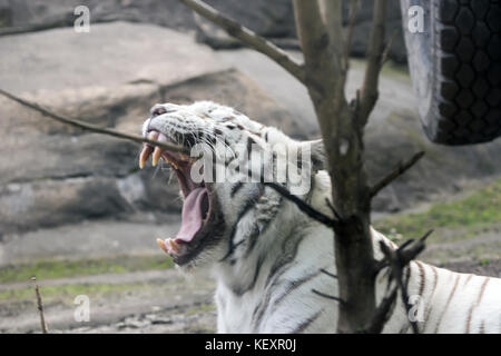 Tigre blanc rare portrait slose Banque D'Images