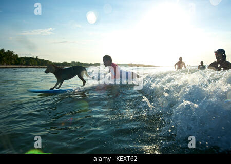 Personnes surfant avec leur chien dans la région de Tamarindo, Costa Rica Banque D'Images